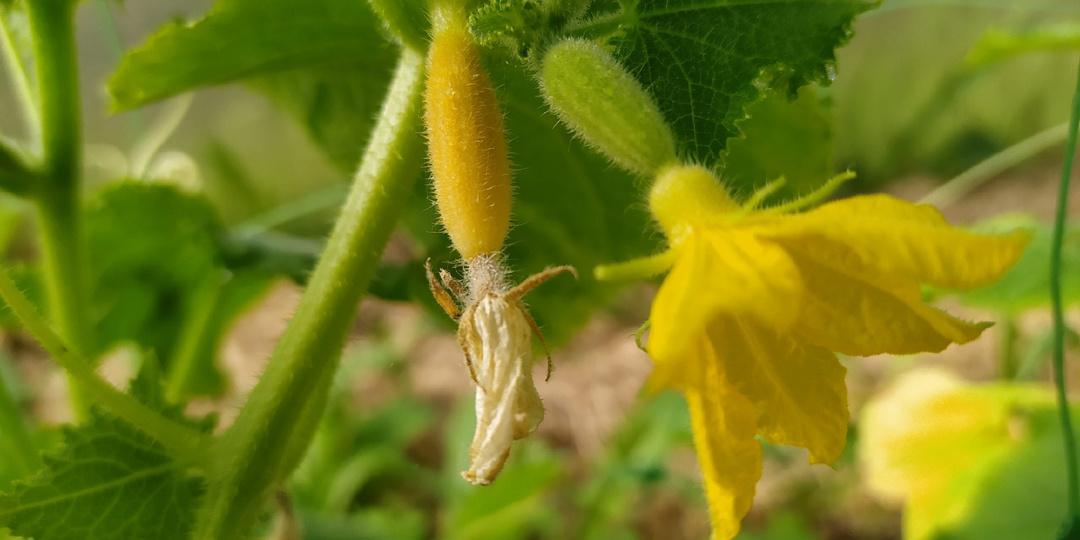 💓Для тех, у кого не растут огурцы и кабачки. Красный чай поможет с урожайностью