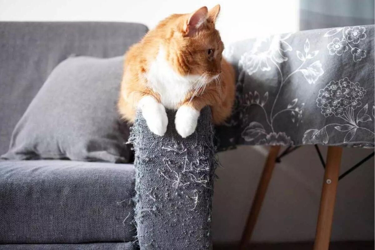 Котик поточил когти  