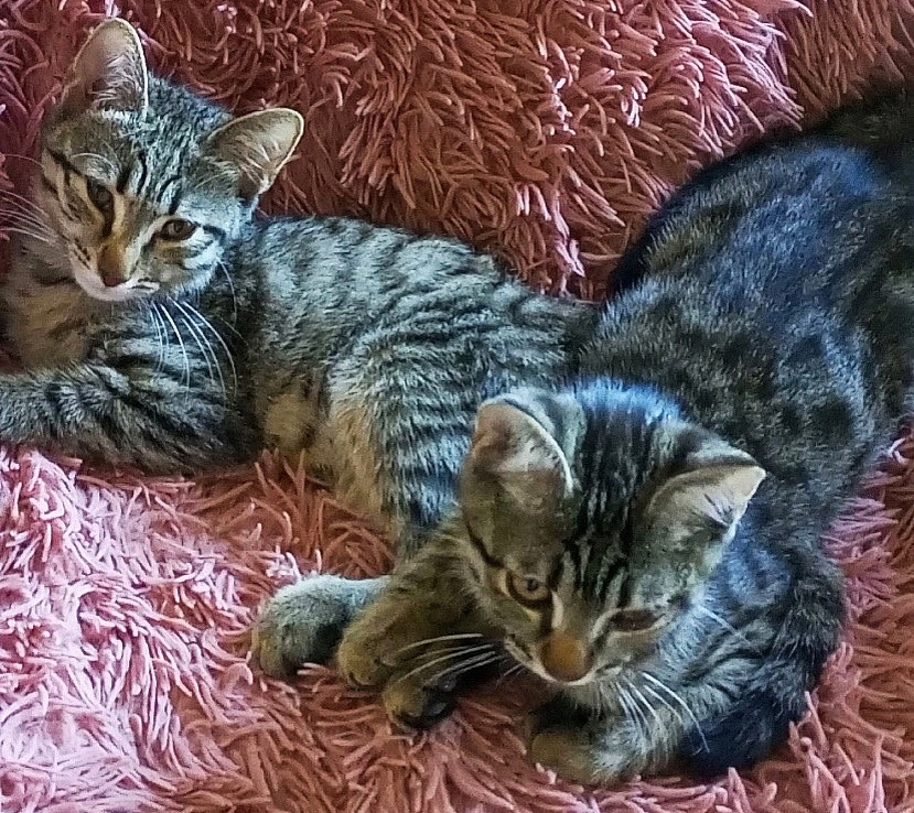 Котята замечательные, а по ним нет ни одного звонка. Такое у нас впервые.