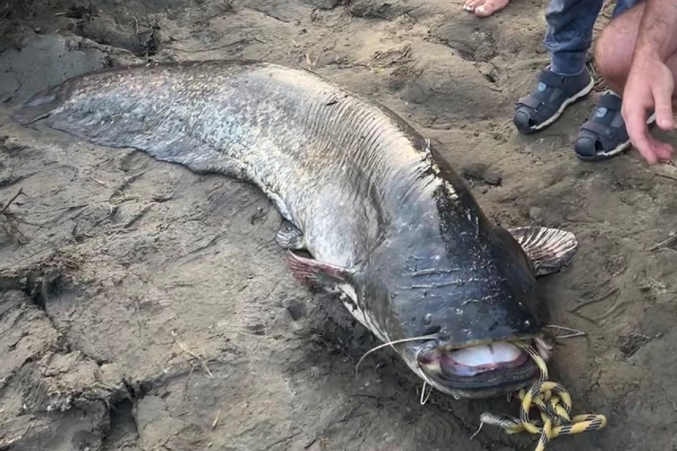    Сома весом в 50 кг добыли в Оке в Касимовском районе. Фото: Анастасия Михайловна | Рыбалка в Рязани.