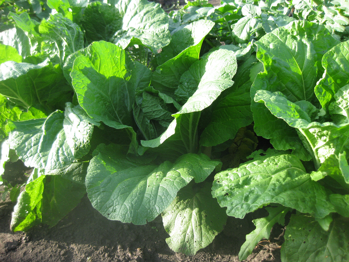 Пекинская капуста, фото автора от 07 июля 2024 года