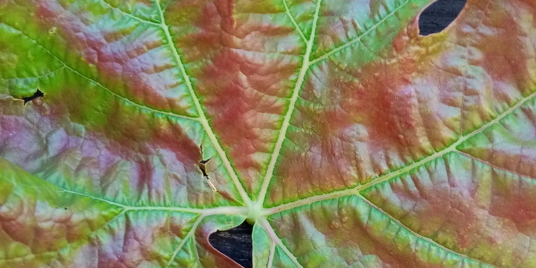 Виноградник в середине лета: оидиум, красные листья и пр.