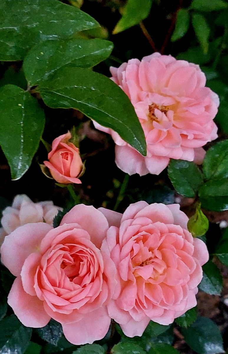 Свит Дрим. Миниатюрная роза