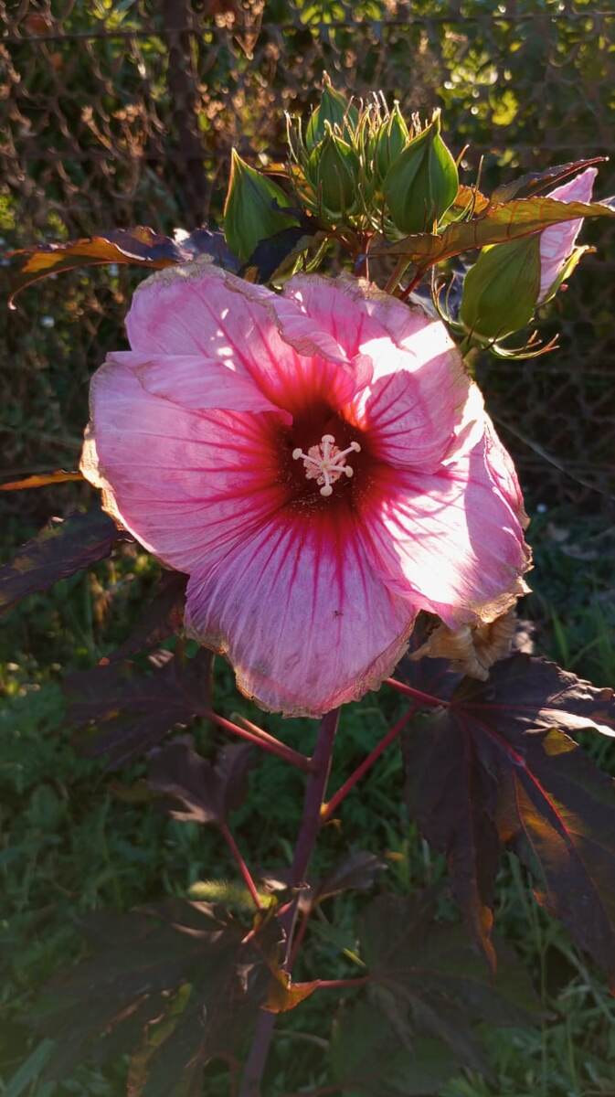 Гибискус расцвёл на даче. Мне его подарил прошлым летом на день рождения. Жарко ему... Зной...