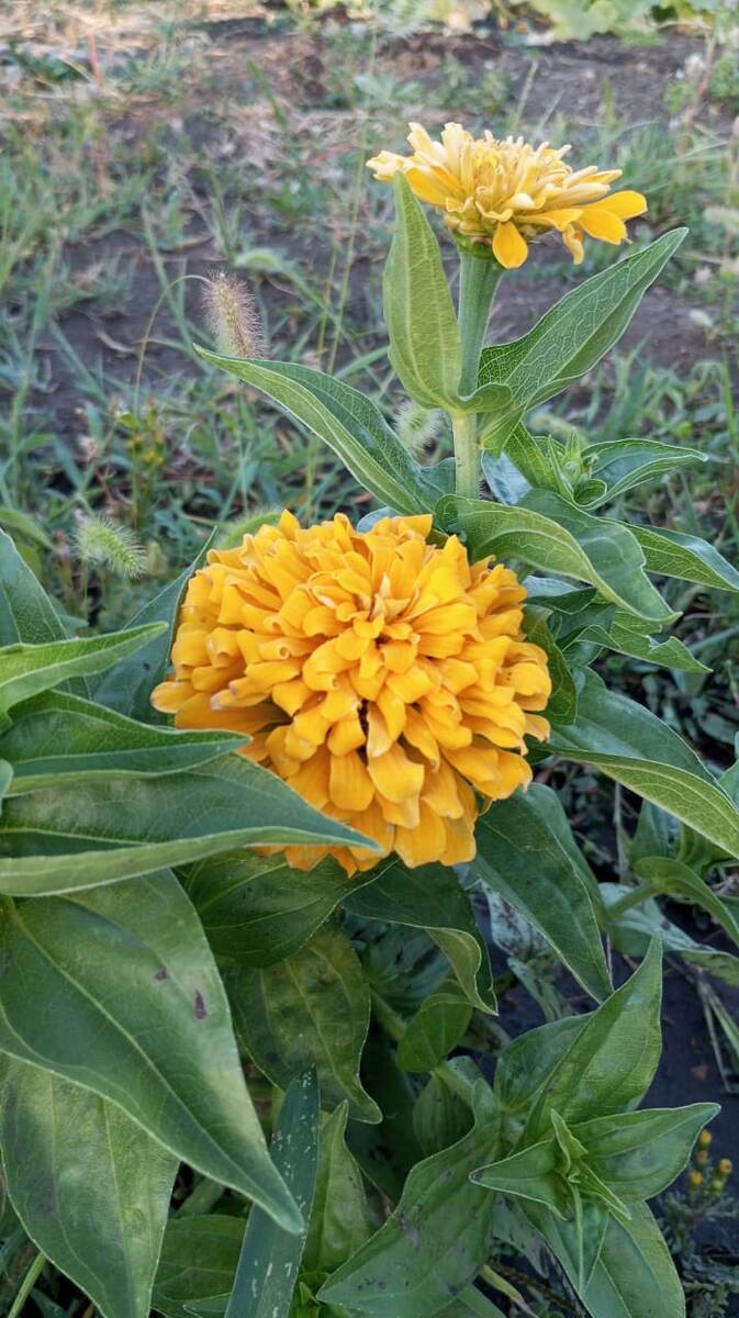 Моими руками были посеяны семена. Фото прислал муж.