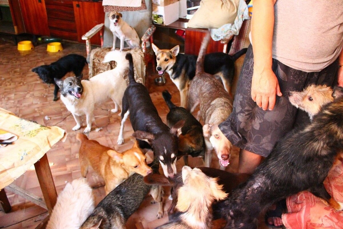    Югорчанин держал в квартире 12 крупных псов