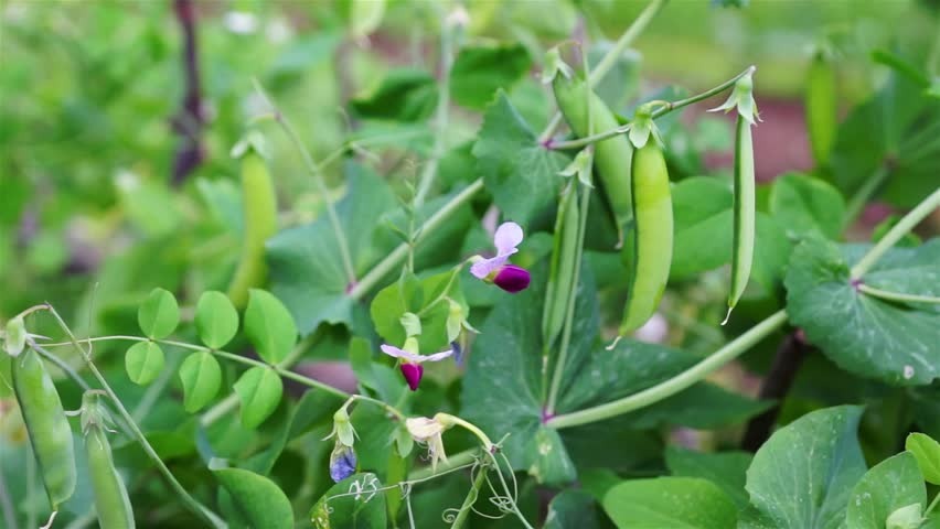Пока свое добро подрастает, пусть тут будет просто красивое фото 