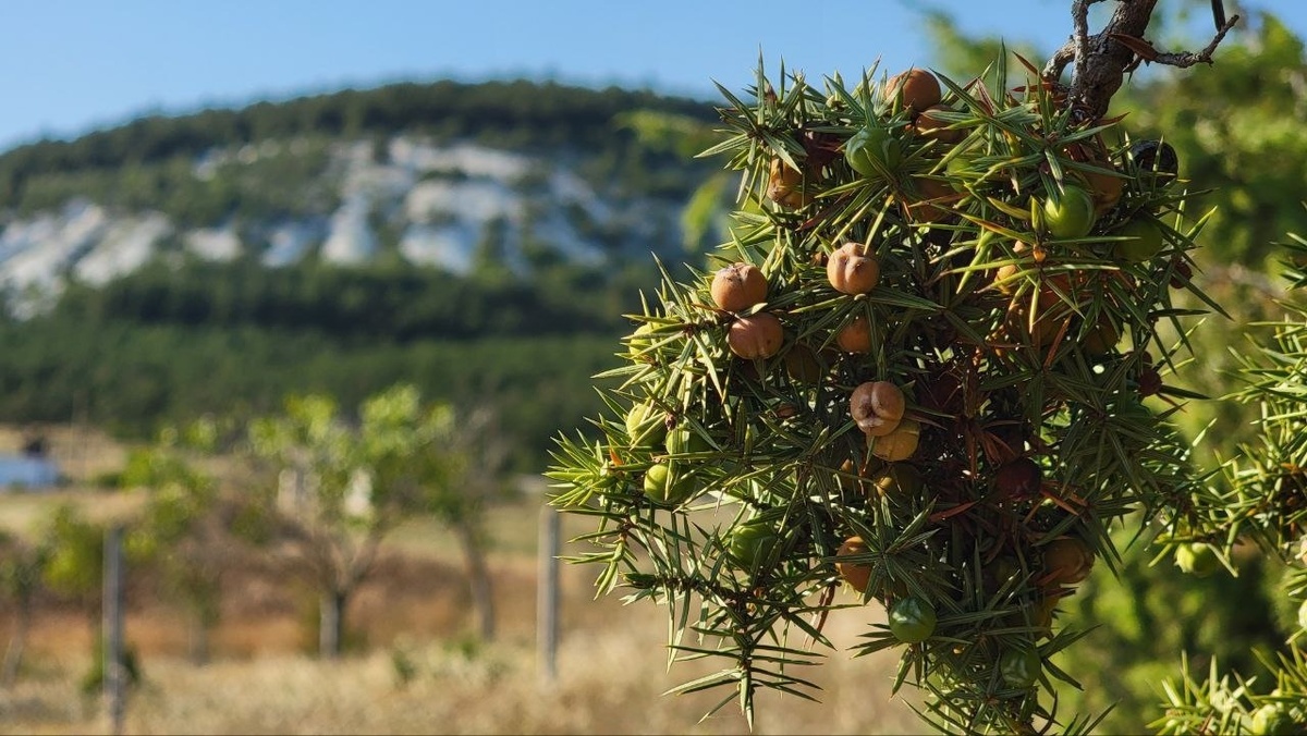 В можжевеловой роще у дома