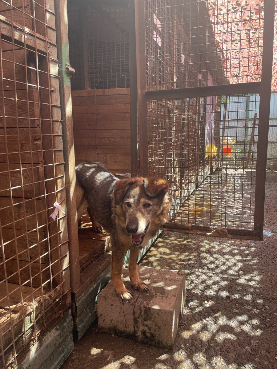 Марта ждет Криса с прогулки