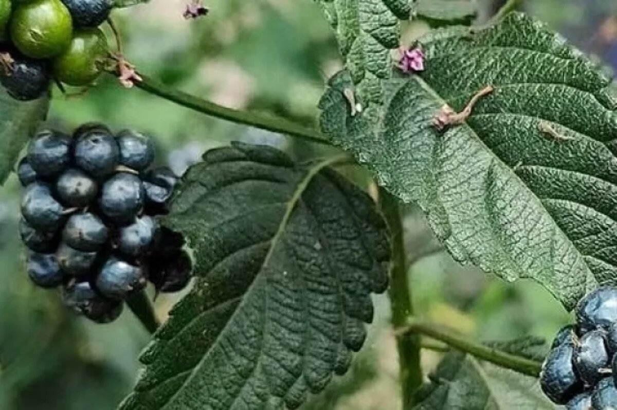    В Сочи начала плодоносить «цветная крапива»