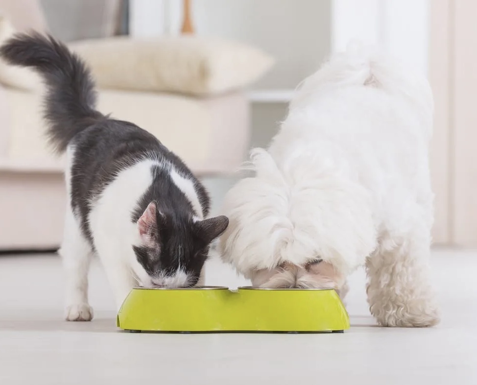 Больше интересного в нашем Telegram-канале! https://t.me/grand_prix_pet_food