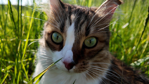 Сибирские скачки по полю.🐱