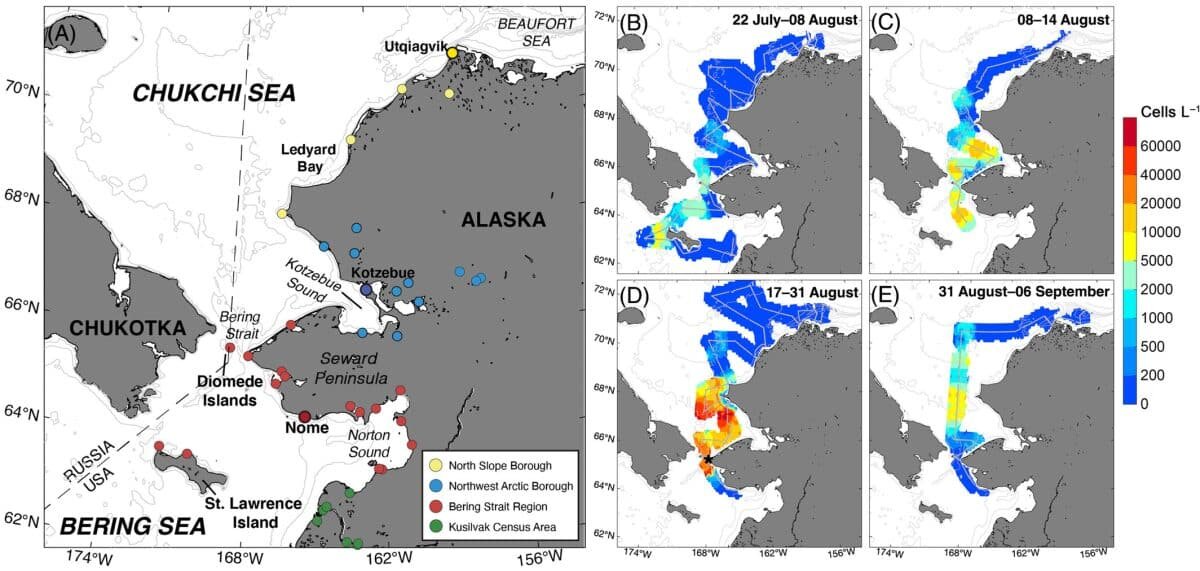   Региональная карта и развитие цветения Alexandrium catenella в 2022 году на основе плотности клеток в приповерхностном слое. (A) Карта региона с указанием основных водоемов, участков суши и морской границы с Россией. Цветными точками отмечены населенные пункты Аляски в пределах выделенных региональных районов; жирным шрифтом выделены населенные пункты, являющиеся региональными центрами. Наблюдения за цветением сгруппированы по времени отправления и возвращения каждой съемки, где серые точки — это точки данных с борта судна; (B) 22 июля-08 августа, (C) 08-14 августа, (D) 17-31 августа, (E) 31 августа-06 сентября. Цветовая шкала с градиентом показывает плотность клеток A. catenella, рассчитанную по снимкам цитобота. Места расположения региональных узловых сообществ отмечены, а звездочка в (D) указывает на место наибольшей плотности клеток, измеренной в период цветения (17,4 тысячи клеток на литр) / © Limnology and Oceanography Letters, Evangeline Fachon et al.