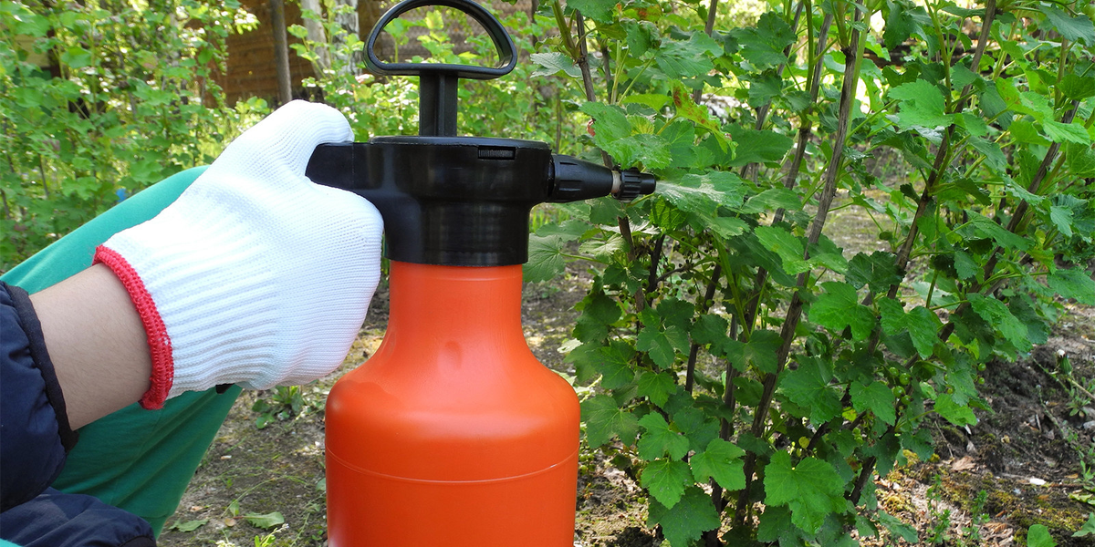 Фотография взята из источника yandex.ru