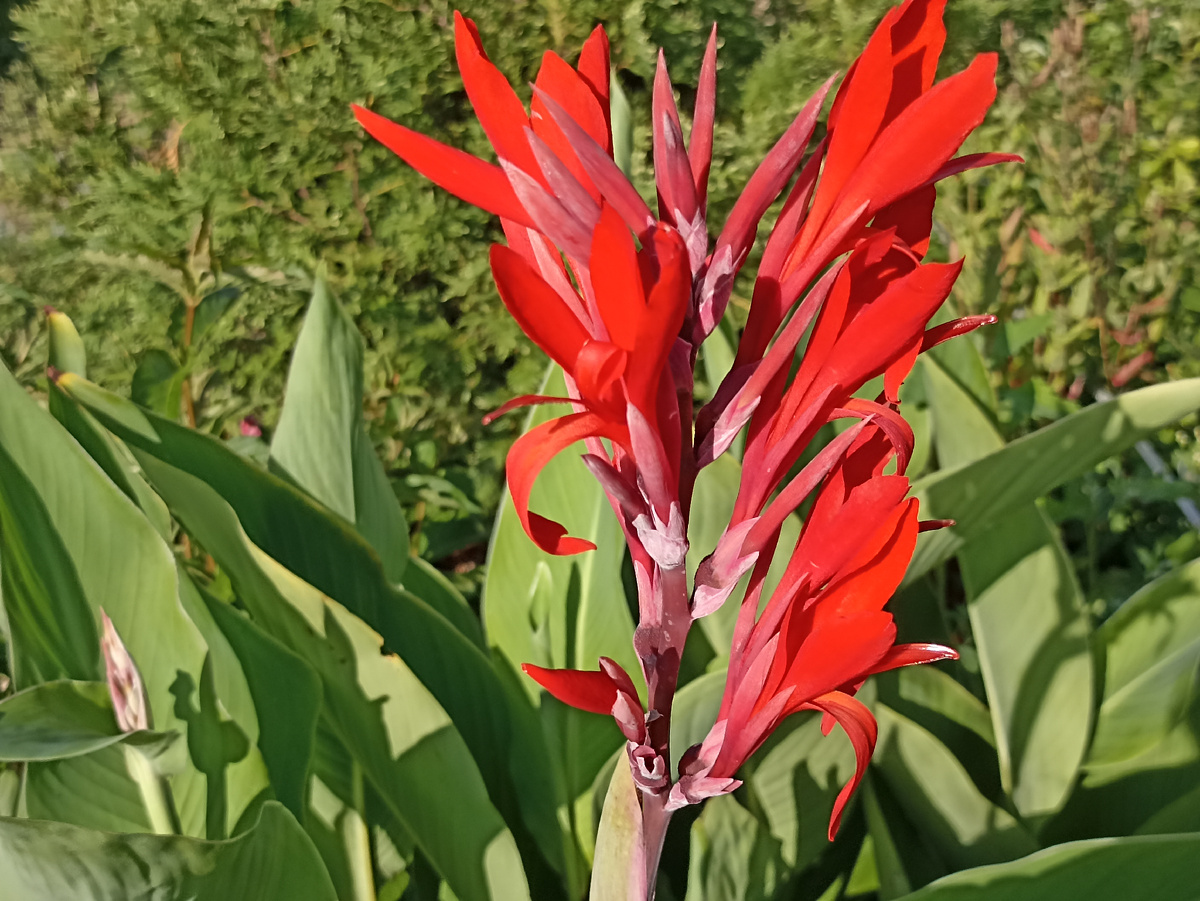 Цветение канны. Фото автора. Листай галлерею