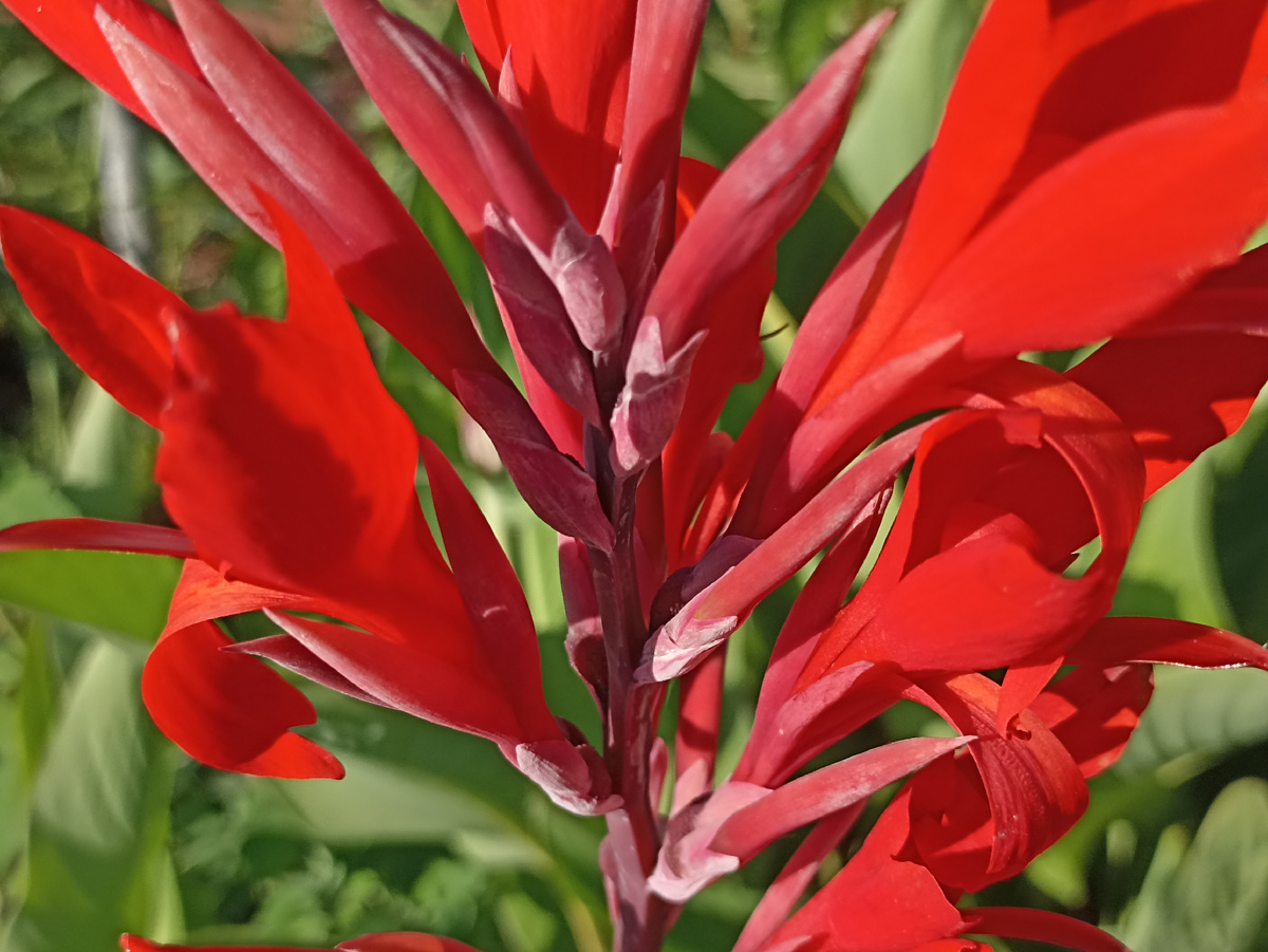 Цветение канны. Фото автора