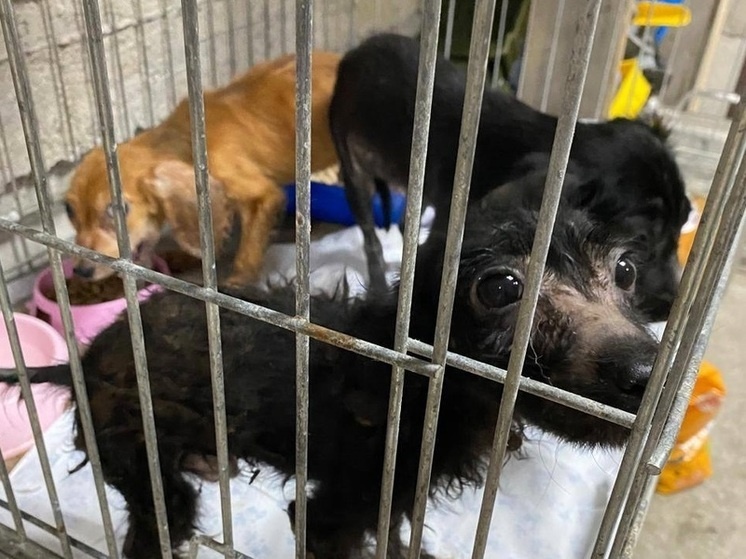     t.me/dobrie_ruki_tuapse