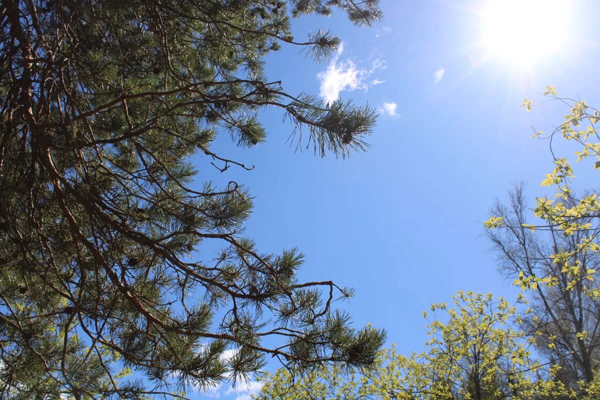    Во Владимире зафиксировали массовое нашествие ясеневой златки