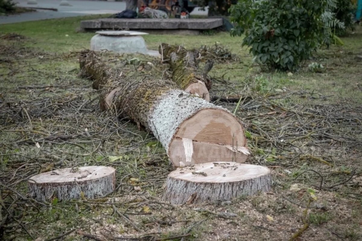    Коммунальщики в Брянске начали спиливать больные ясени