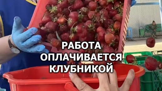 сбор клубники на ставрополье. совхоз имени ленина клубника сбор 2021 отзывы. сбор клубники рязань 2024. клубника в руках.