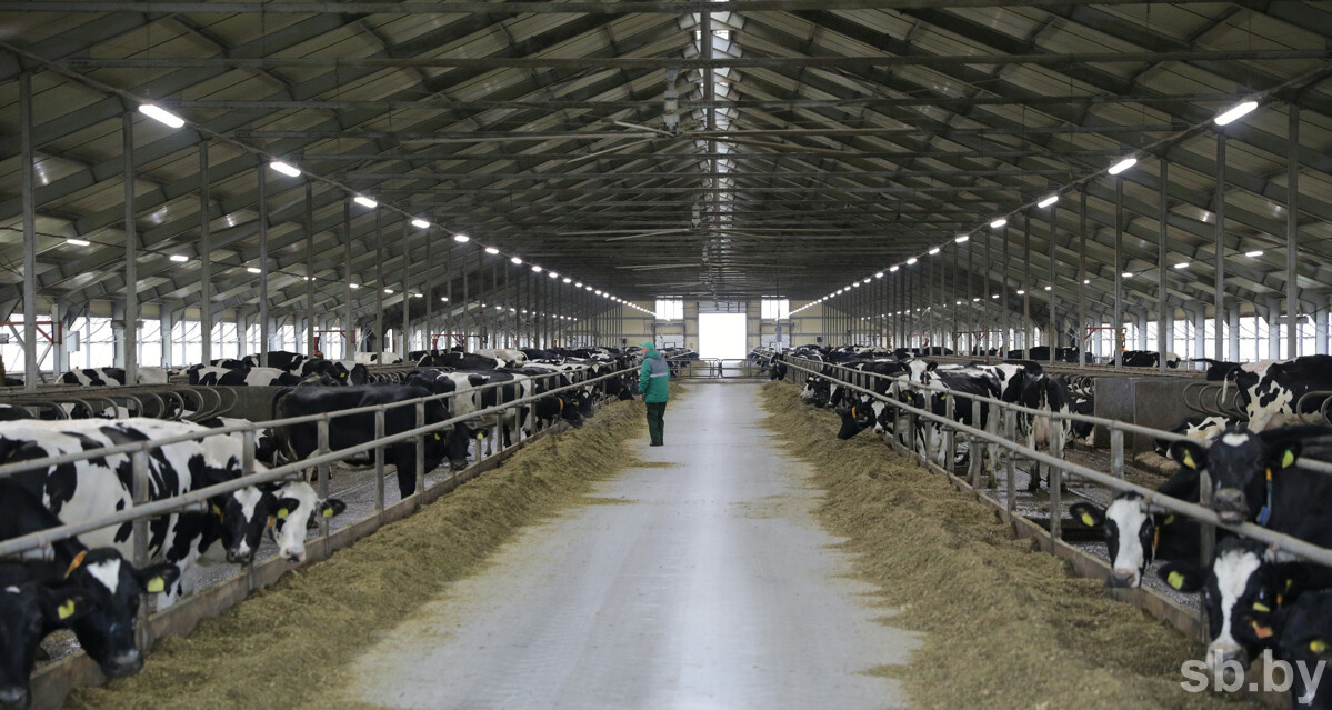    Последствия урагана на работу агросектора Брестской области не повлияли