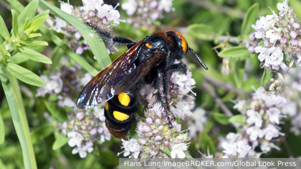     Фото: Hans Lang/imageBROKER.com/Global Look Press   
 Текст: Вера Басилая