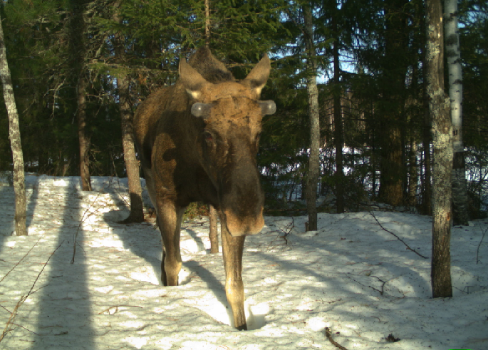 Ранняя весна, рога проклюнулись