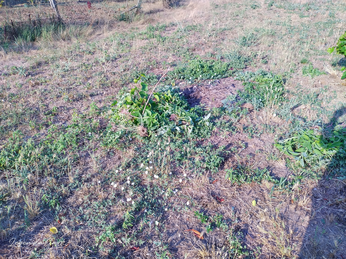 Тут уже почти почистила. На вьюн уже внимания не обращаю...