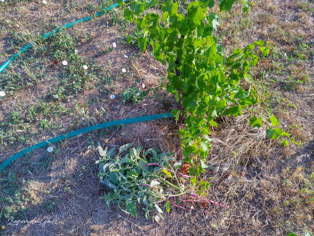 Поливаю, выдираю