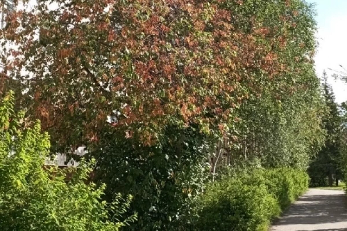    Ученые объяснили, что случилось с черёмухой в Апатитах