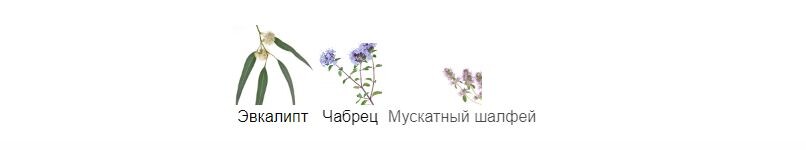 fragrantica.ru