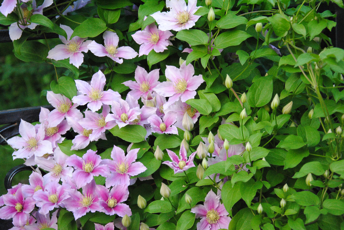 клематис Пиилу (Piilu) в моем саду