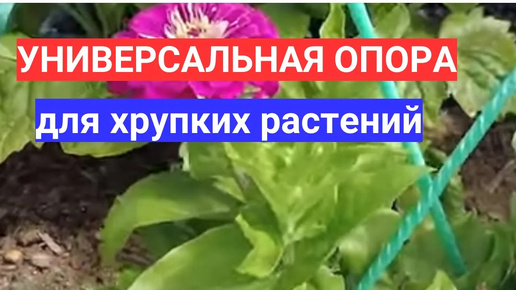 НАДЕЖНЫЕ КОЛЫШКИ ДЛЯ ПОДВЯЗКИ ТОМАТОВ и ЦИННИЙ - ОПОРА ДЛЯ ХРУПКИХ РАСТЕНИЙ