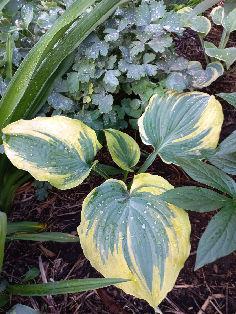 Хоста 'The King'.