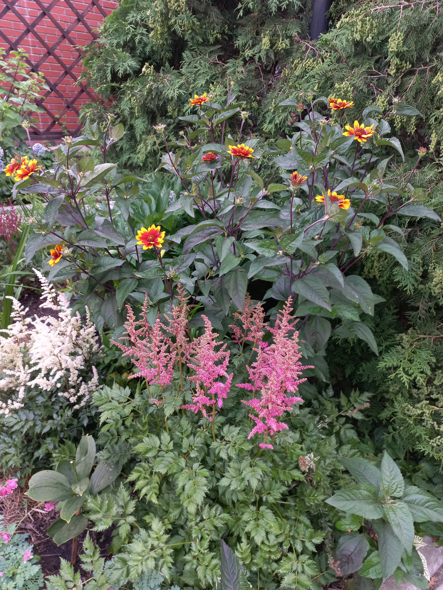 Гелиопсис гибридный и астильбы.