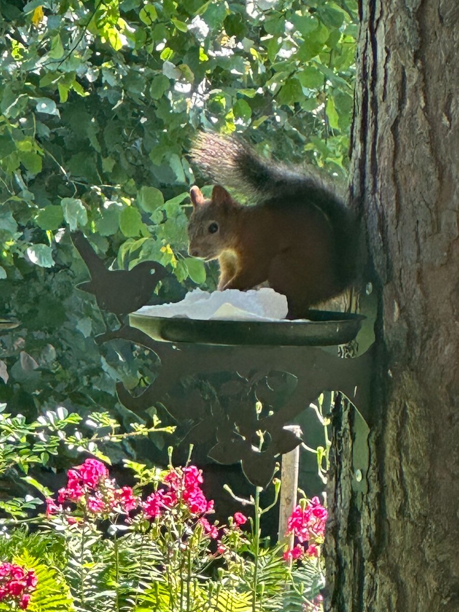Белка в птичьей кормушке. Фото Маргариты Борисовой.