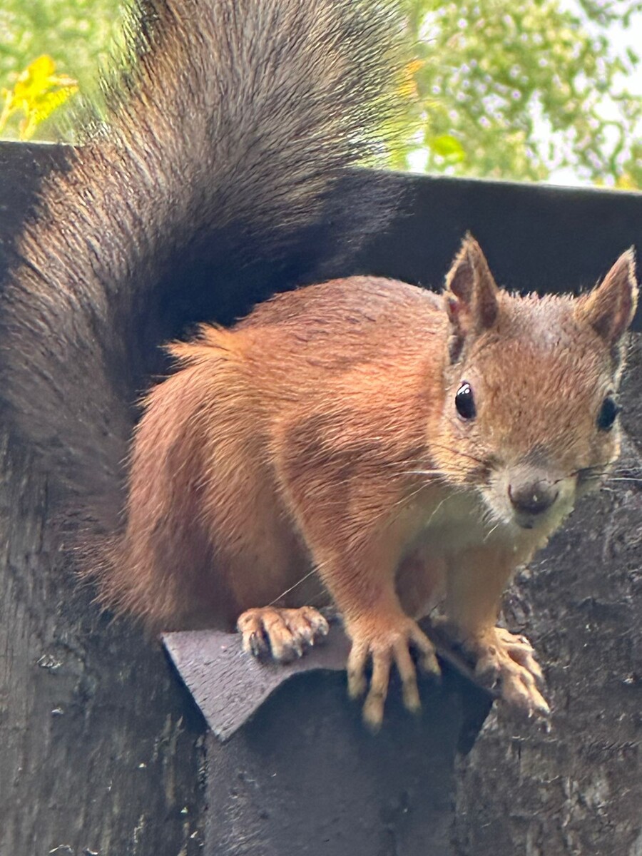 Белка позволила снять себя крупным планом. Фото Маргариты Борисовой.