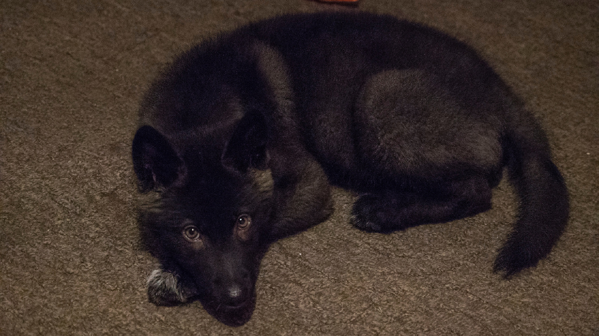 Русский Вольфхунд, Сумаша. 2 месяца. Лучший помощник Катрины.