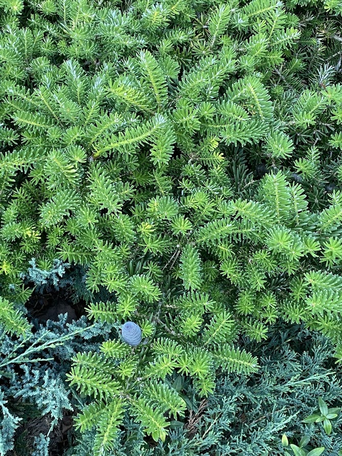 Abies koreana Green Carpet