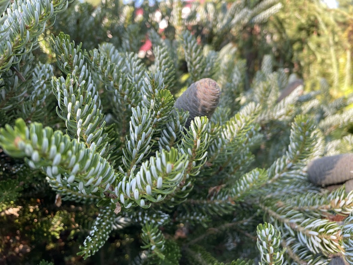 Abies koreana Silver Show