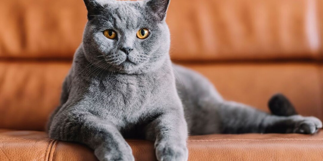 Шартрез (картезианская кошка): французский аристократ с уникальным характером