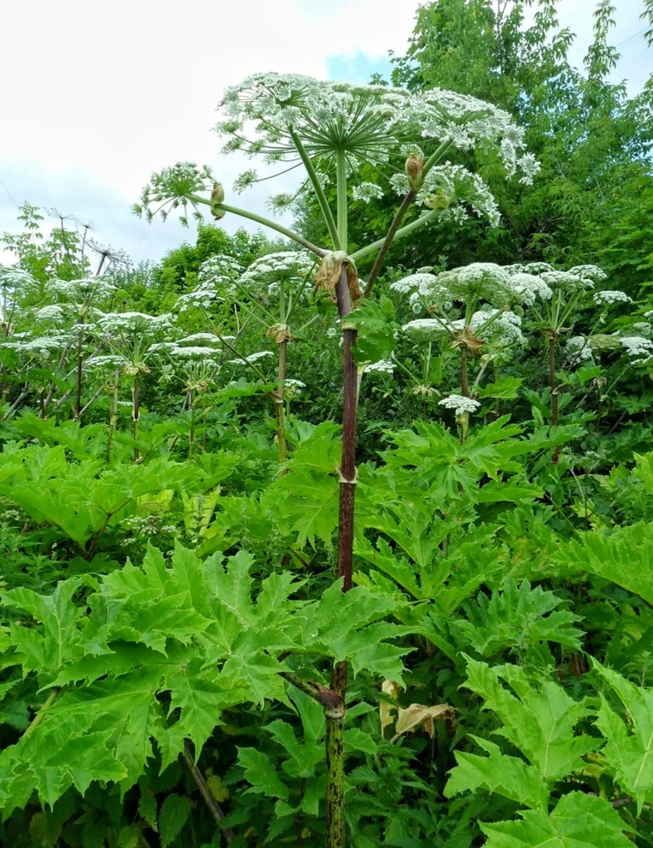 Фото взято из открытых источников