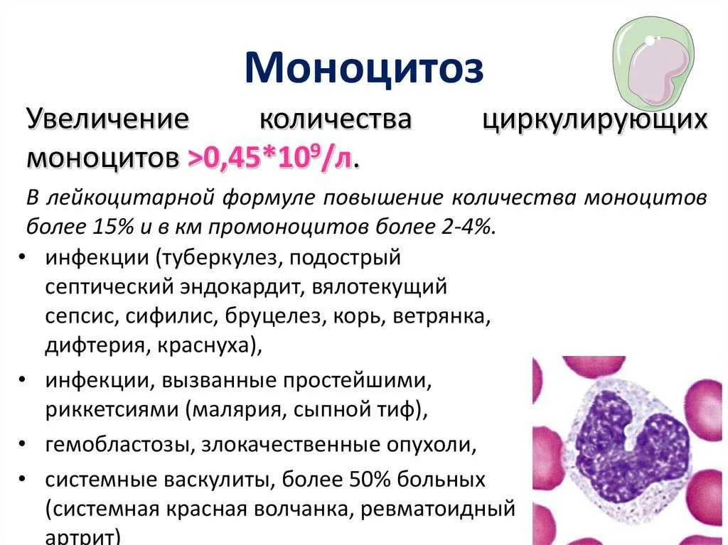 Повышенные моноциты у беременных. Повышенные моноциты у беременных
