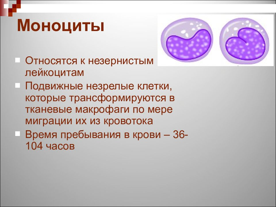 Почему повышены моноциты в крови и что с этим делать — Лайфхакер