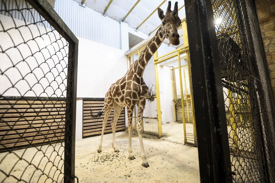    В неволе жирафы могут прожить до 35 лет. Юлия ПЫХАЛОВА