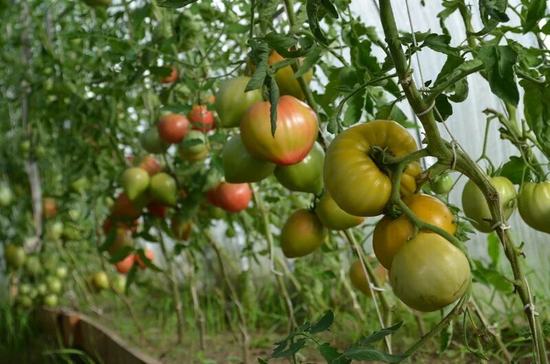Помидоры завалят урожаем, если их подкормить во время плодоношения в июле этим раствором
