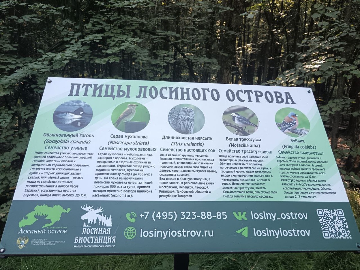 Лосиный остров лабиринт