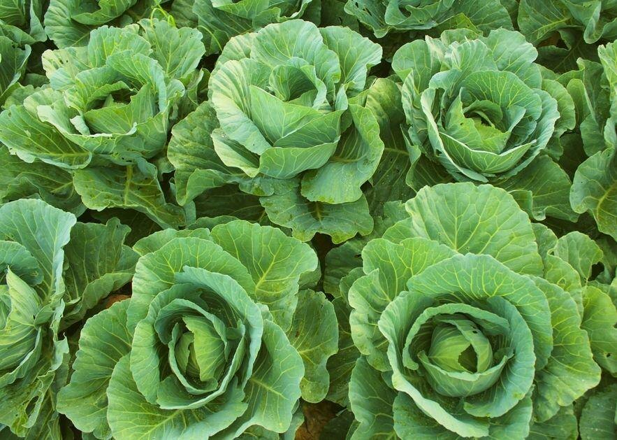 По каким причинам капуста не завязывает кочаны?