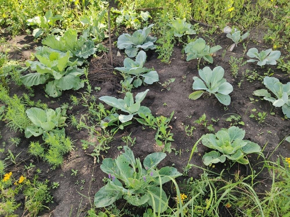 В притенении капуста не завяжет кочанов