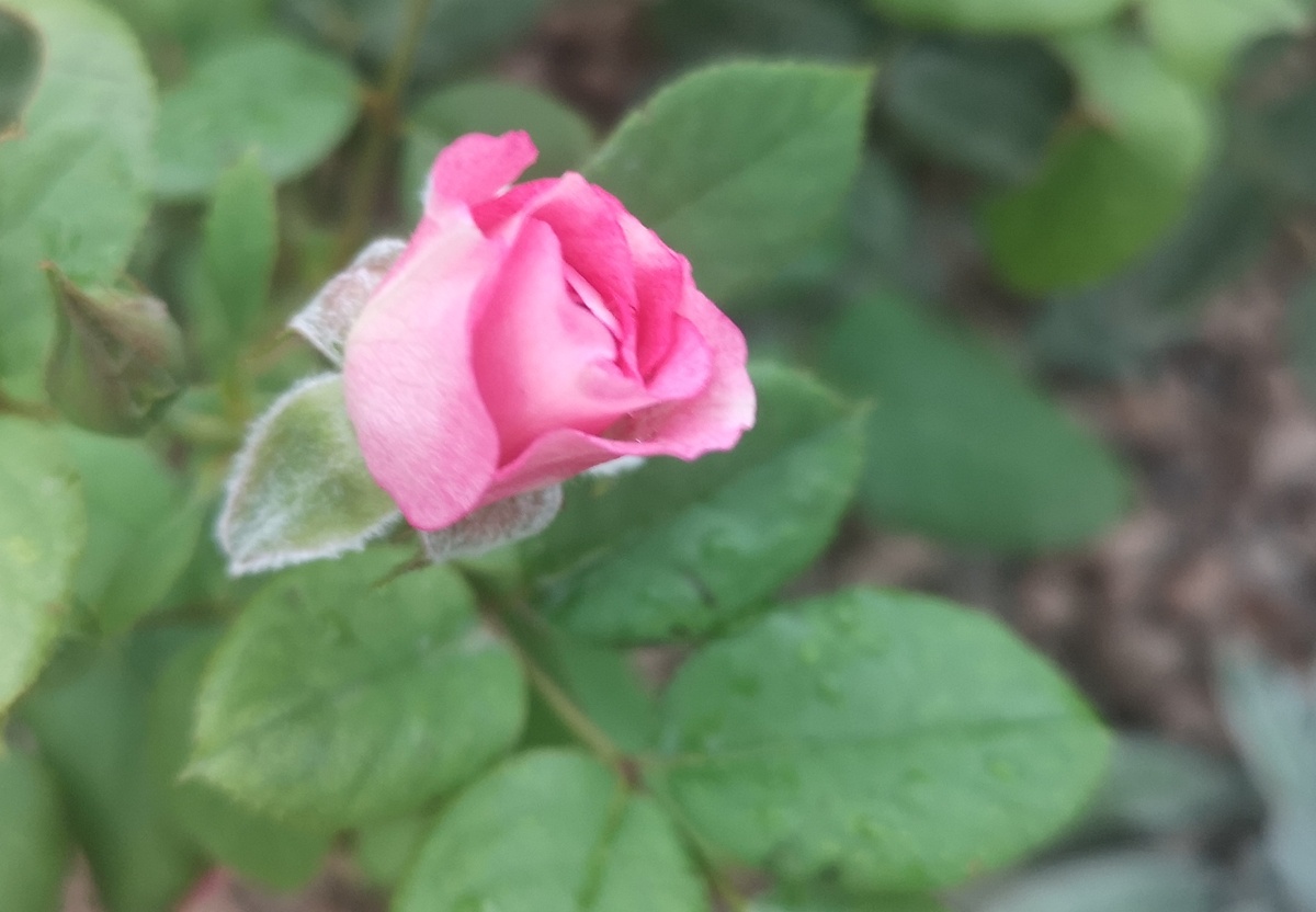 Когда ты роза, то чего стесняться? 😁😁😁